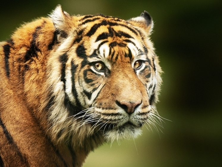 Изображение В Приморском крае тигра подозревают в растерзании леопарда