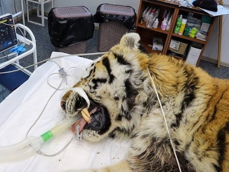 Изображение Опасных тигров Дальнего Востока отловили. Причины агрессии животных