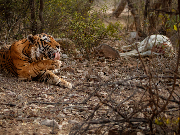 Изображение Дальний Восток в зубах: в Хабаровском крае появились тигры-собакоеды