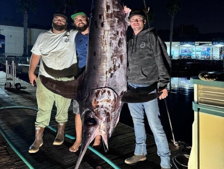 Изображение В Калифорнии поймана гигантская рыба-меч весом в 236 килограммов