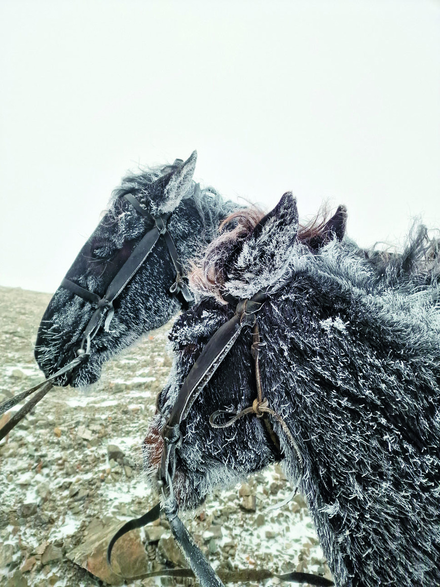 Изображение На этой охоте нашим лошадям пришлось несладко. Фото автора. 