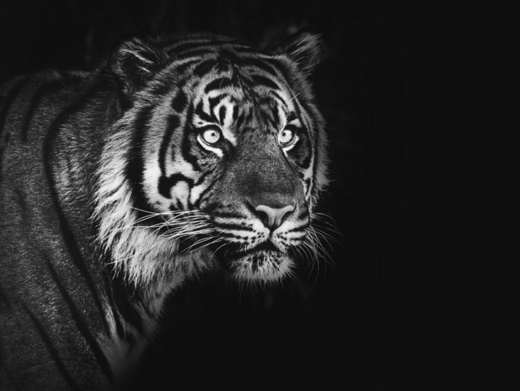 Изображение Когда тигр жаждет крови. Жители России поделились ужасом и отчаянием