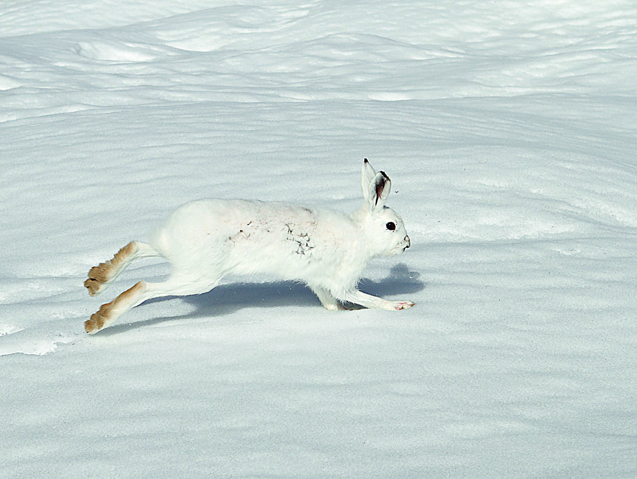 Изображение К началу декабря заяц-беляк полностью одевается в зимнюю белую шубку. ФОТО BOUKE TEN CATE/WIKIMEDIA.ORG (CC BY-SA 4.0) 