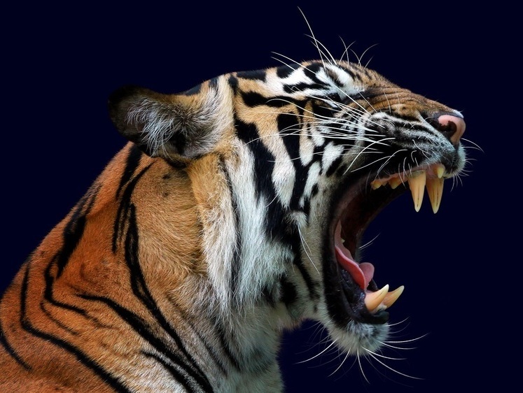 Изображение Приморский тигр-людоед продолжает собачье пиршество в регионе