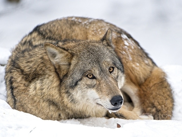 Изображение Волки достали жителей Карелии. Регион бросает вызов хищникам