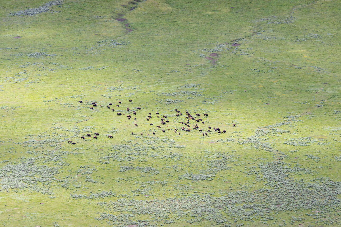 Изображение Стадо йеллоустонских бизонов, замеченное с воздуха. Владельцы ранчо и другие заинтересованные стороны обеспокоены тем, что бизоны, находящиеся на свободном выгуле, передадут болезни их скоту. Джейкоб В. Франк / NPS 