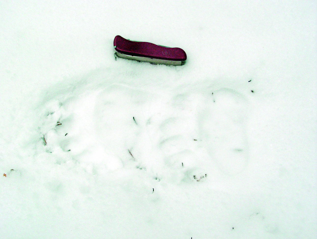 Изображение На охоте с гончими в начале зимы наткнулись мы на след еще не залегшего в берлогу медведя. Фото автора. 