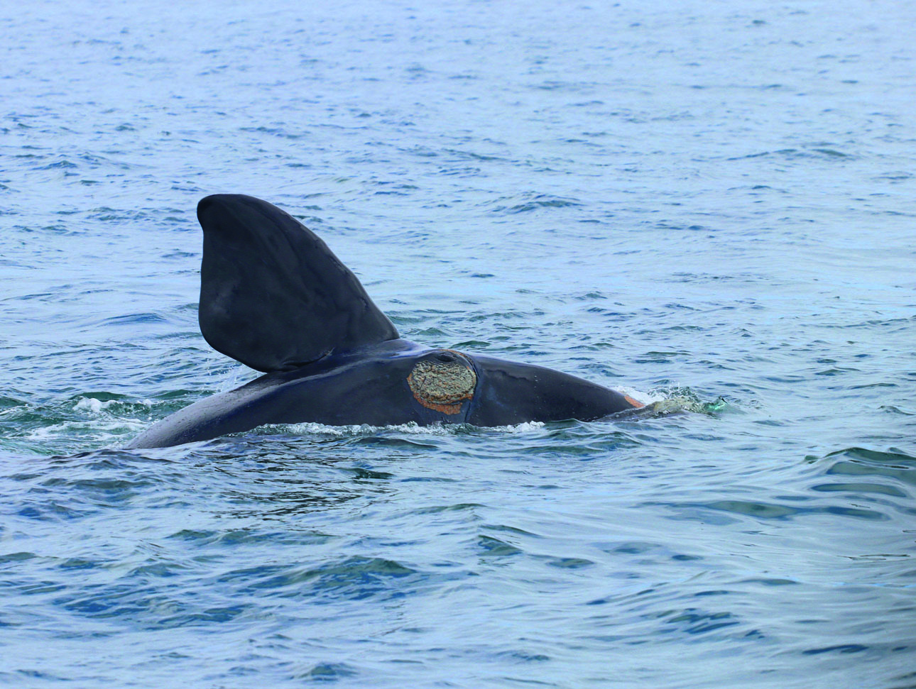 Изображение Южных гладких китов с июня по ноябрь можно наблюдать в акватории Хермануса. Фото: Журавков Антон 