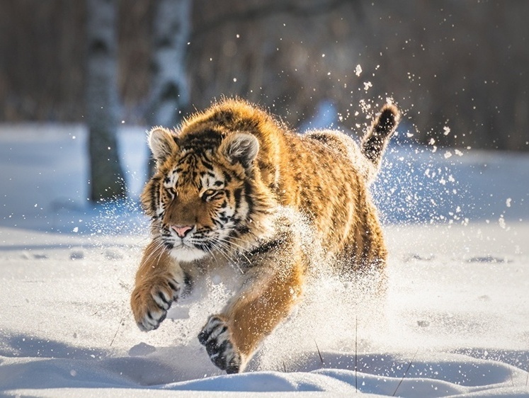 Изображение В Хабаровском крае пытались продать застреленного амурского тигра
