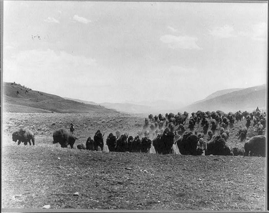 Изображение Охотники на лошадях преследуют панически бегущее стадо бизонов в начале 1900-х годов. Библиотека Конгресса 