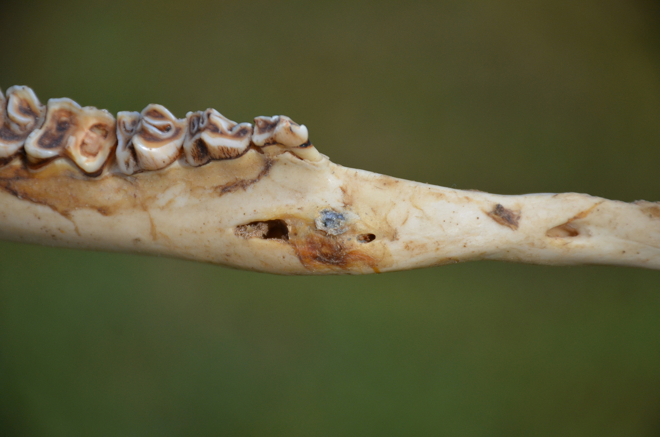 Изображение Челюстная кость этого оленя показала признаки заживления старого пулевого ранения. Пуля выбила несколько зубов с левой стороны, прежде чем застрять в правой. Авторское фото 
