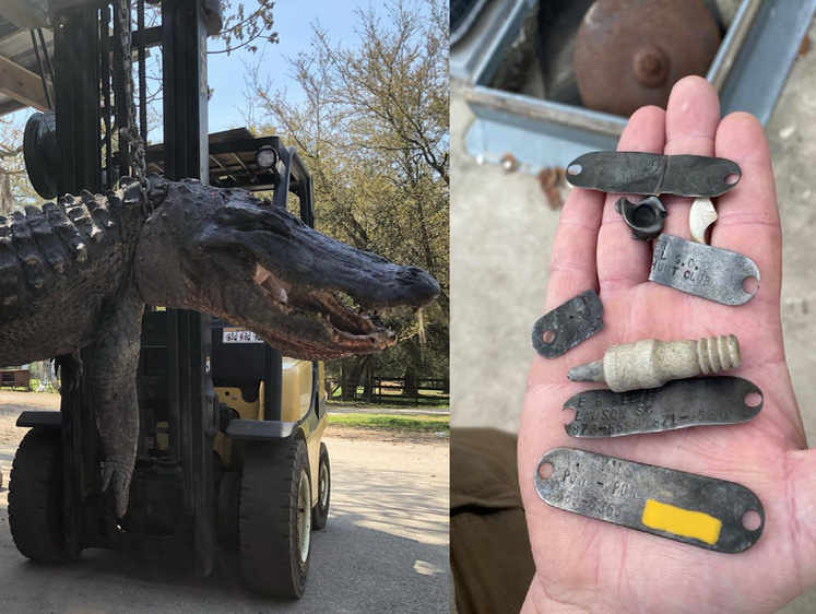 Изображение В животе аллигатора на 445 кг нашли собачьи жетоны и свечу зажигания