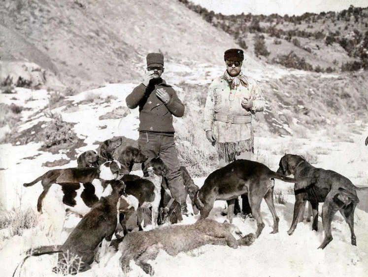 Изображение Охота на горных львов. Письмо гида Теодора Рузвельта в 1901 году