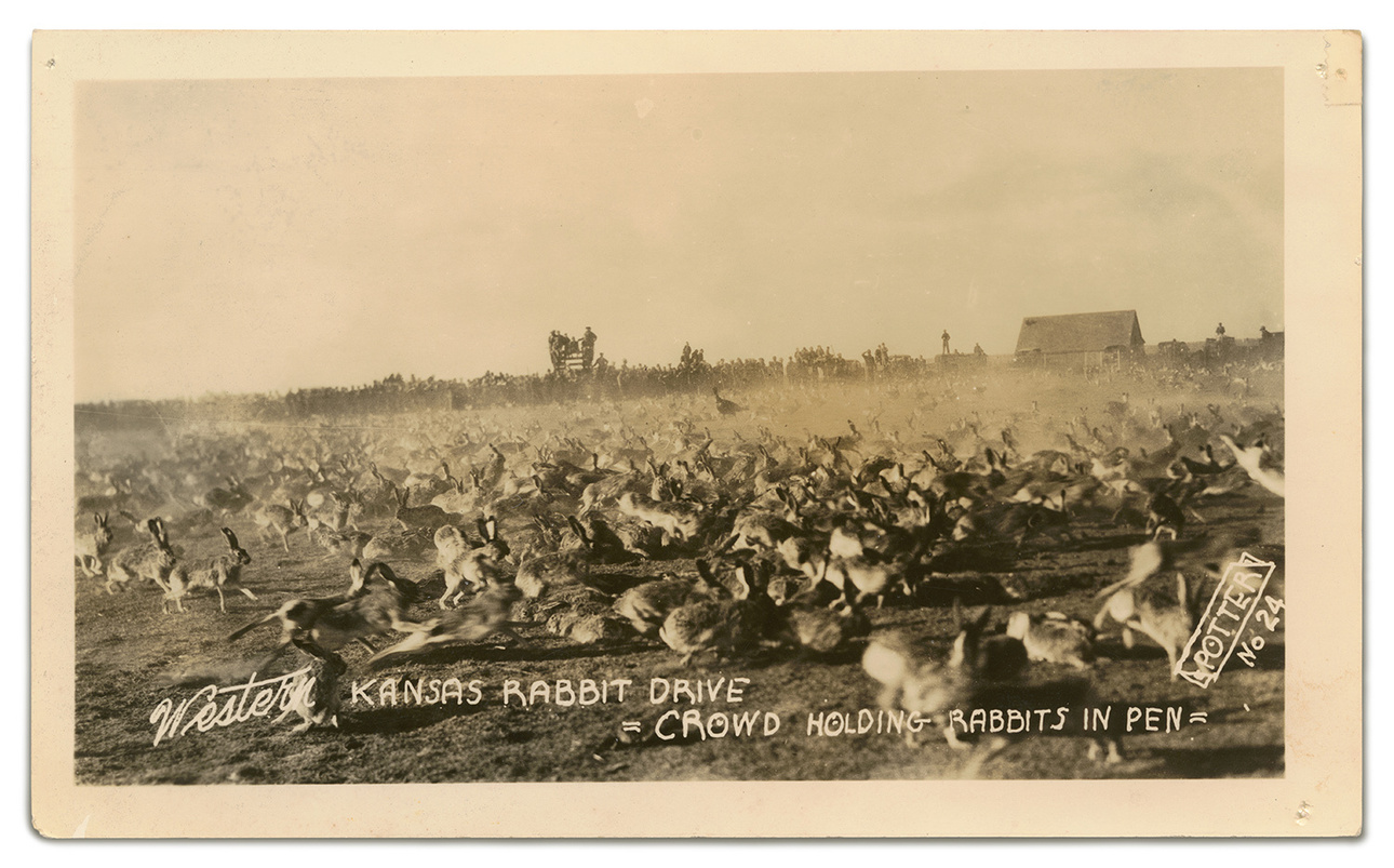Изображение На открытке изображены люди, убивающие кроликов в Западном Канзасе в 1934-1936 годах. В этот засушливый период кролики поедали то немногое, что росло - зерновые культуры и траву 