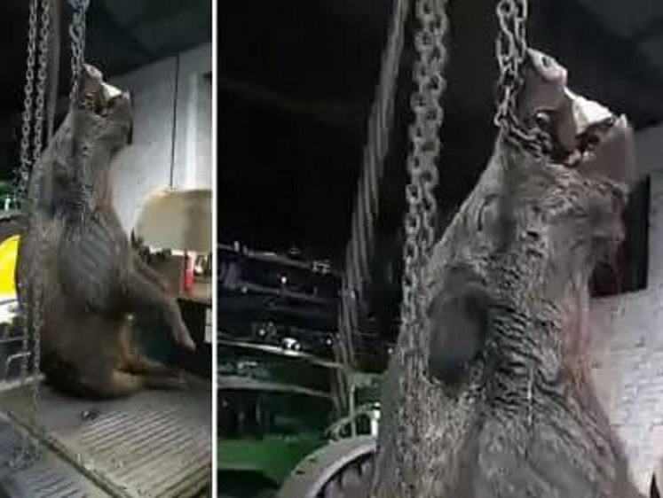 Изображение В Бразилии охотник добыл чудовищного кабана в 266 кг веса (видео)