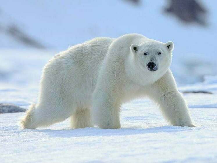 Изображение Первый в мире белый медведь погиб от птичьего гриппа