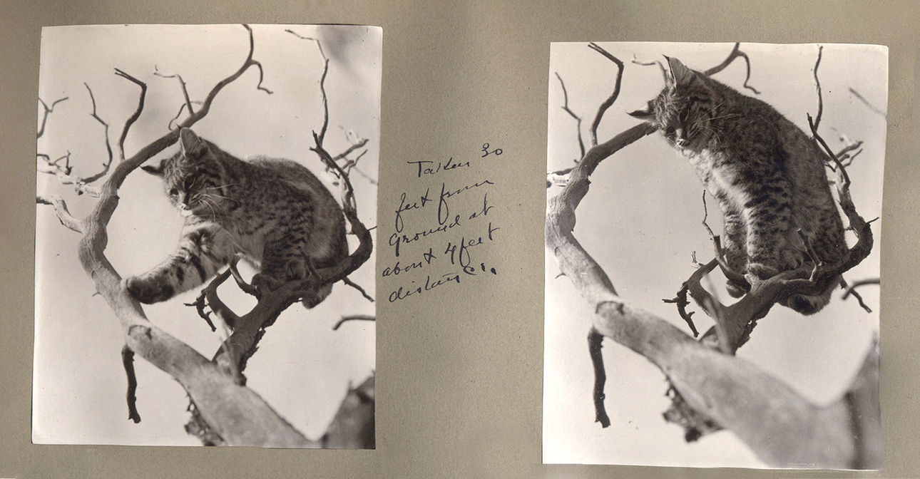 Изображение Рысь, застреленная Теодором Рузвельтом на охоте. Библиотека колледжа Колорадо
 
