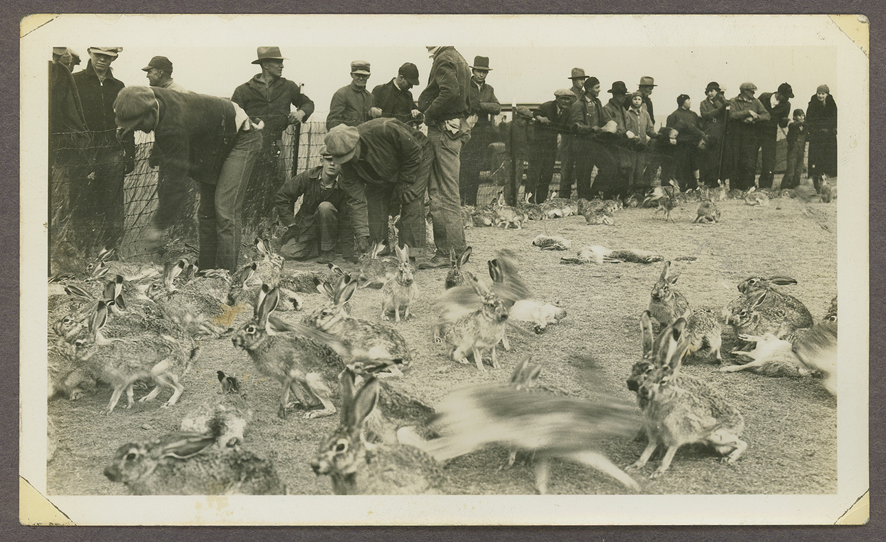 Изображение Кролики в загоне на западе Канзаса между 1934 и 1936 годами. У участников и зрителей в основном угрюмые выражения лиц, хотя некоторые улыбаются 