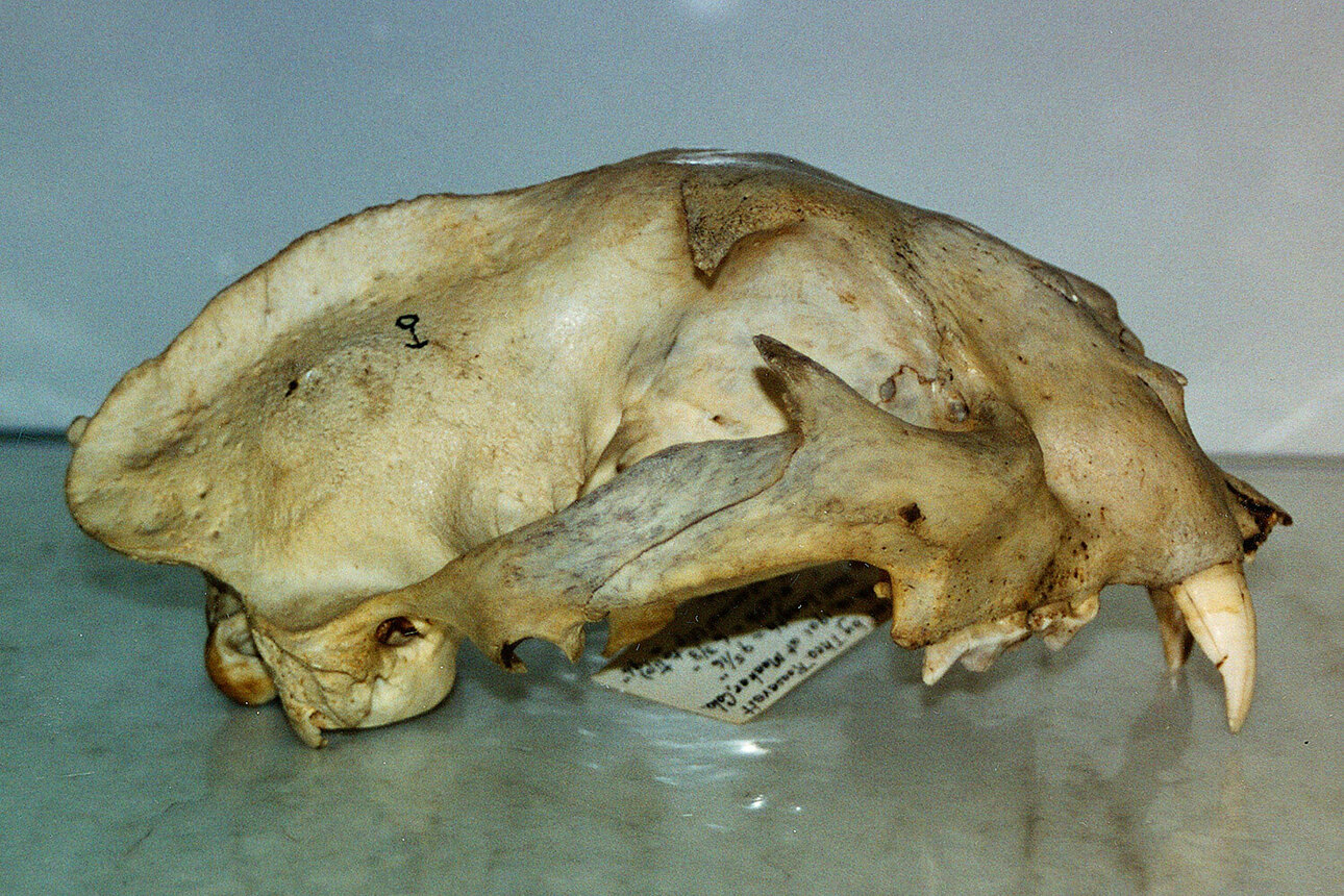 Изображение Череп одной из горных львов (пум), добытых Теодором Рузвельтом на охоте в Колорадо 