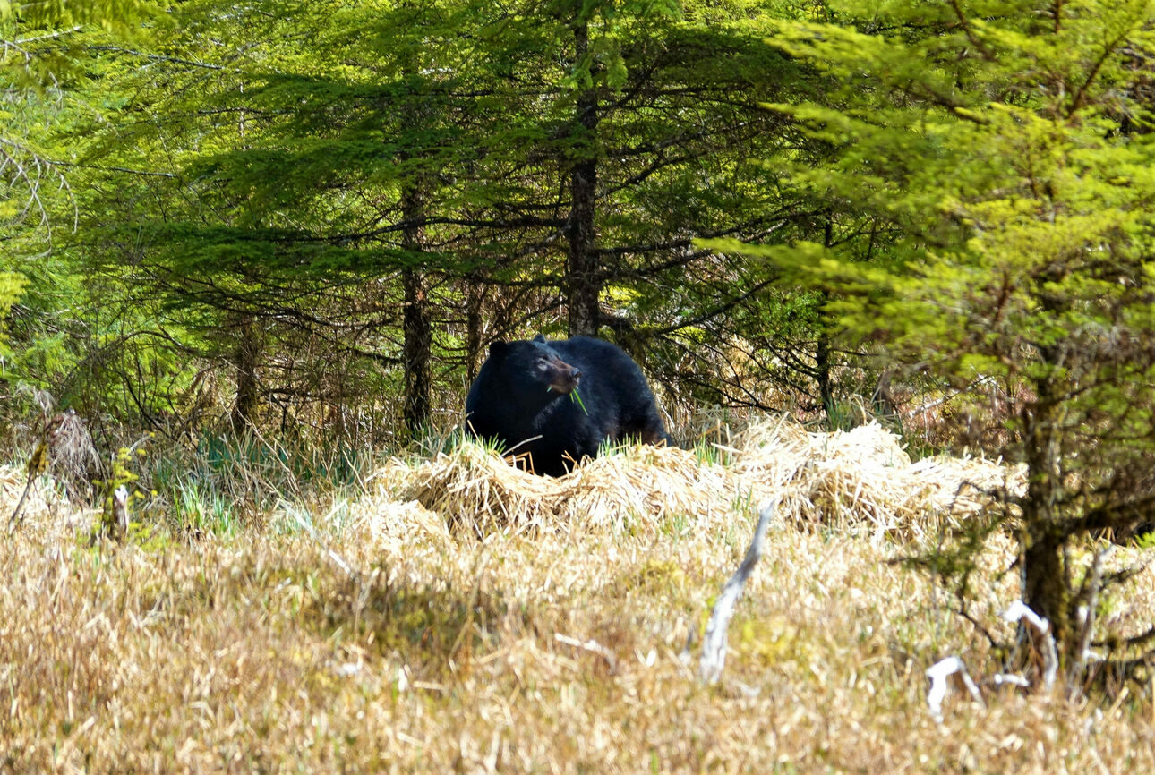 Изображение Черный медведь недалеко от того места, где на озере Торн были найдены останки Криста Колби. Фото: outdoorlife.com 
