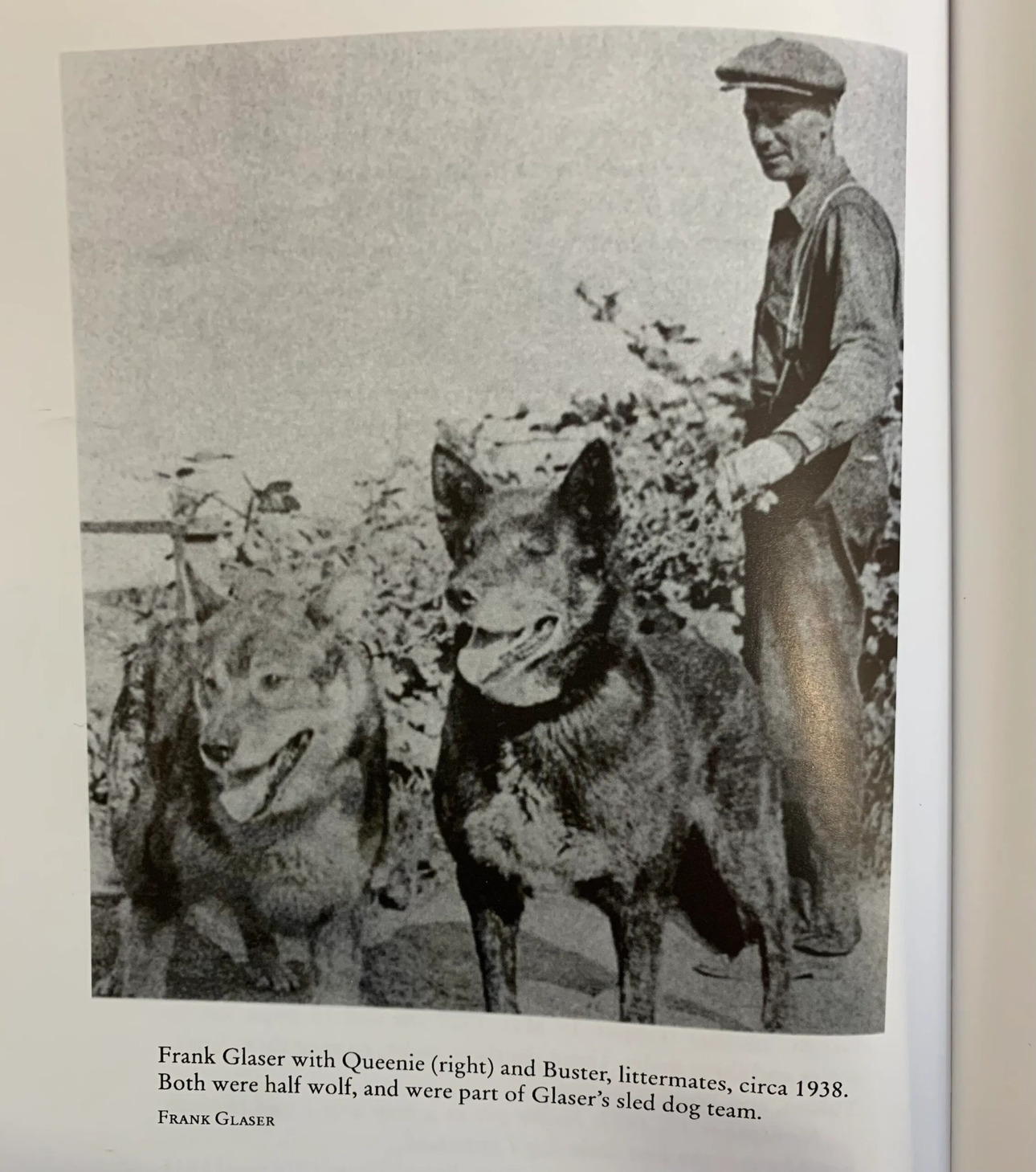 Изображение Фрэнк Глейзер изображен с Куини (собака справа) и одним из ее однопометников через несколько лет после того, как произошла эта история. Фото из журнала Outdoor Life за май 1954 года 