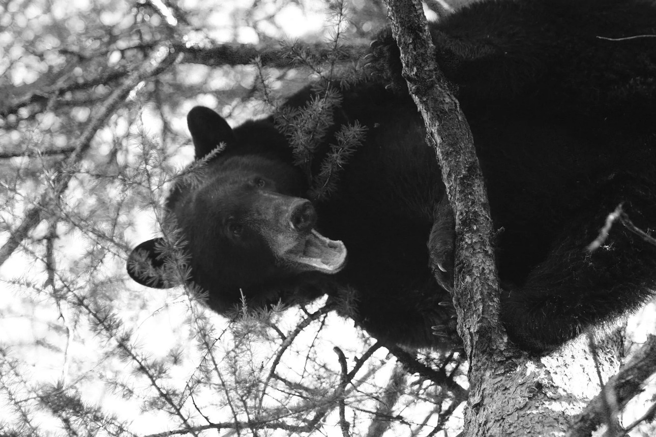 Изображение Тот самый черный медведь на дереве. Фото Ричарда П. Смита (автора статьи) 