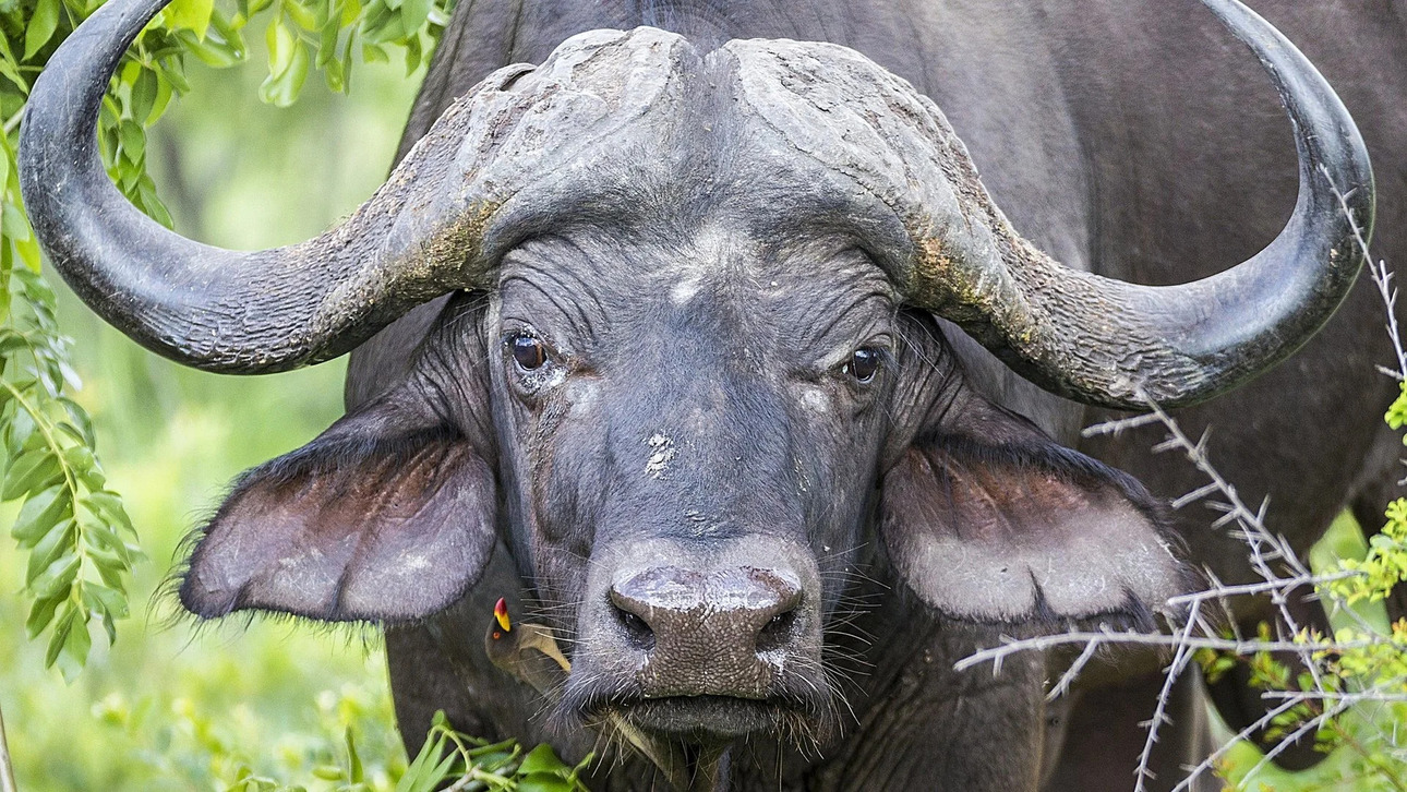 Изображение Капский буйвол. Фото: Rutube 