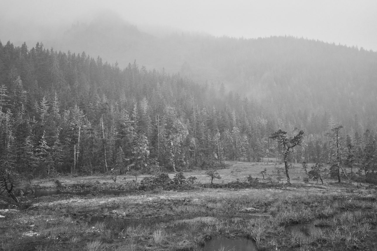 Изображение Те самые леса юго-восточной Аляски, где якобы обитает Коошдаа-Каа. Фото: outdoorlife.com 