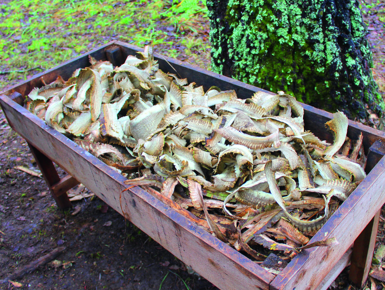 Изображение Осиновую кору счищают со спиленных деревьев и выкладывают 
в кормушки. ФОТО СЕРГЕЯ ФОКИНА 