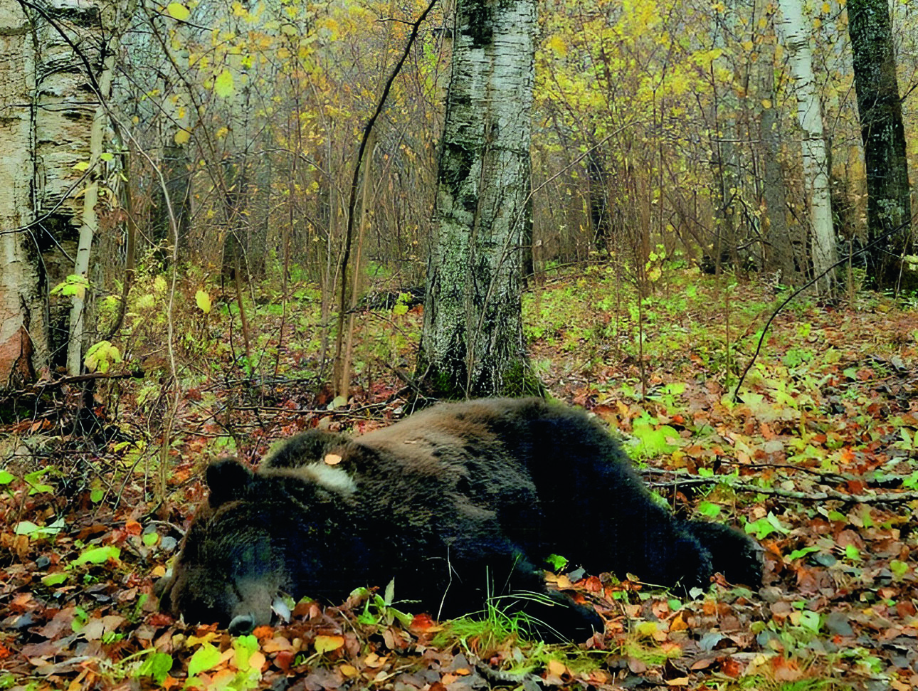 Изображение Подранок с поля ушел в близлежащий лес, где и был взят. Фото автора. 