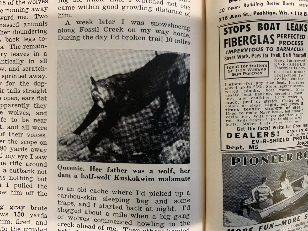 Изображение Куини. Иллюстрация из журнала Outdoor Life за май 1954 года 