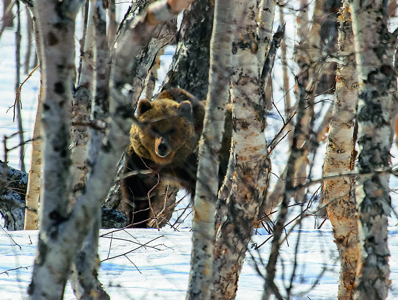 Изображение Потревоженный, не успевший впасть в спячку медведь-шатун — агрессивный зверь. Фото: SHUTTERSTOCK 