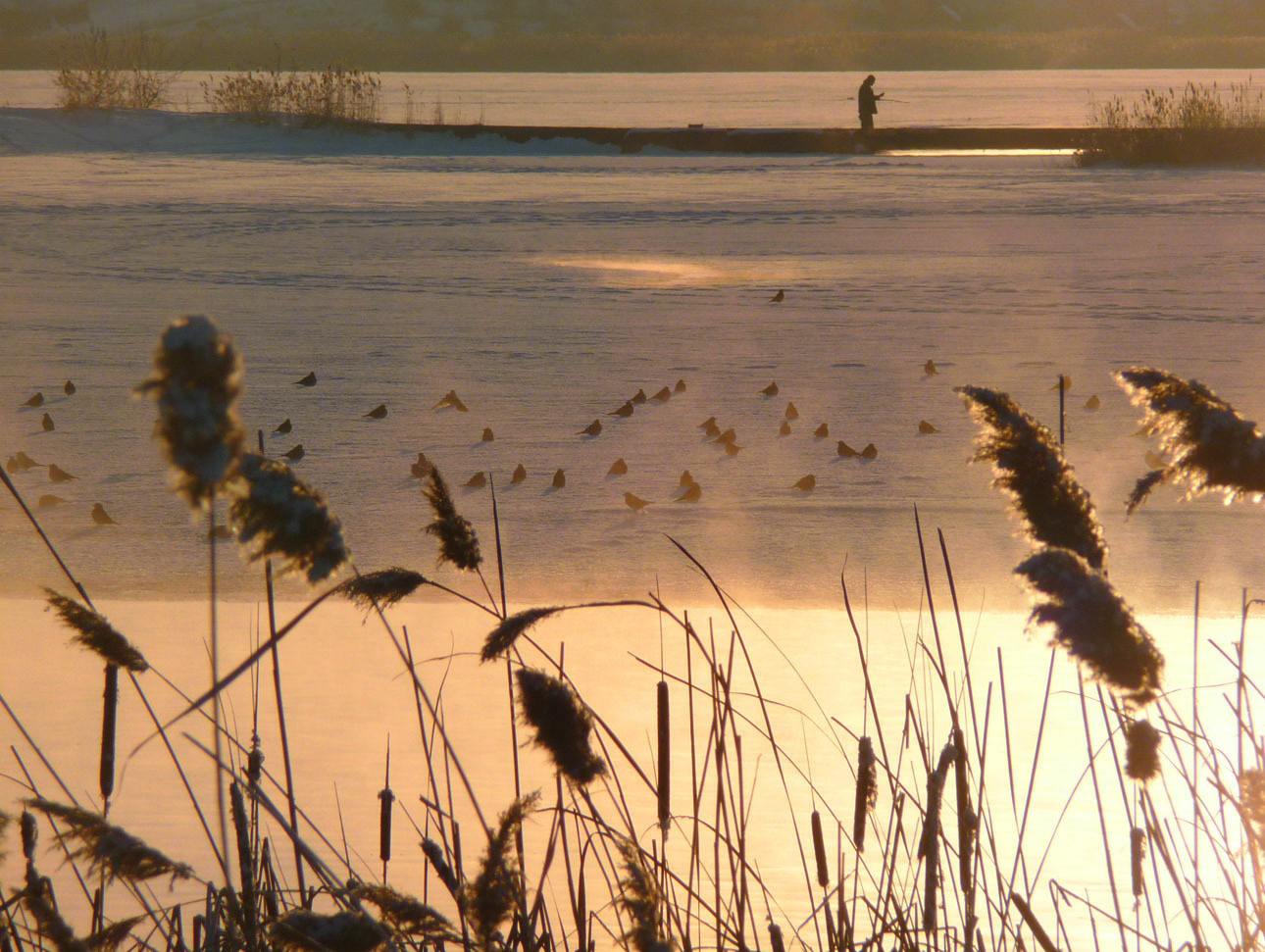 Изображение Типичное место обитания норки зимой. Открытая вода дает доступ к пище, а заросли тростника — хорошее укрытие. Фото автора. 