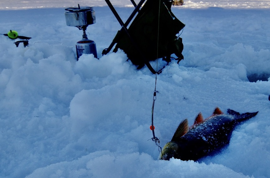 Изображение Голец – это самая желанная рыба на озере Тюва. Фото: Шеляга Геннадия. 