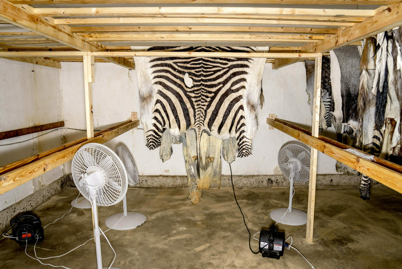Изображение Сушка шкур зебр в отделочном помещении 