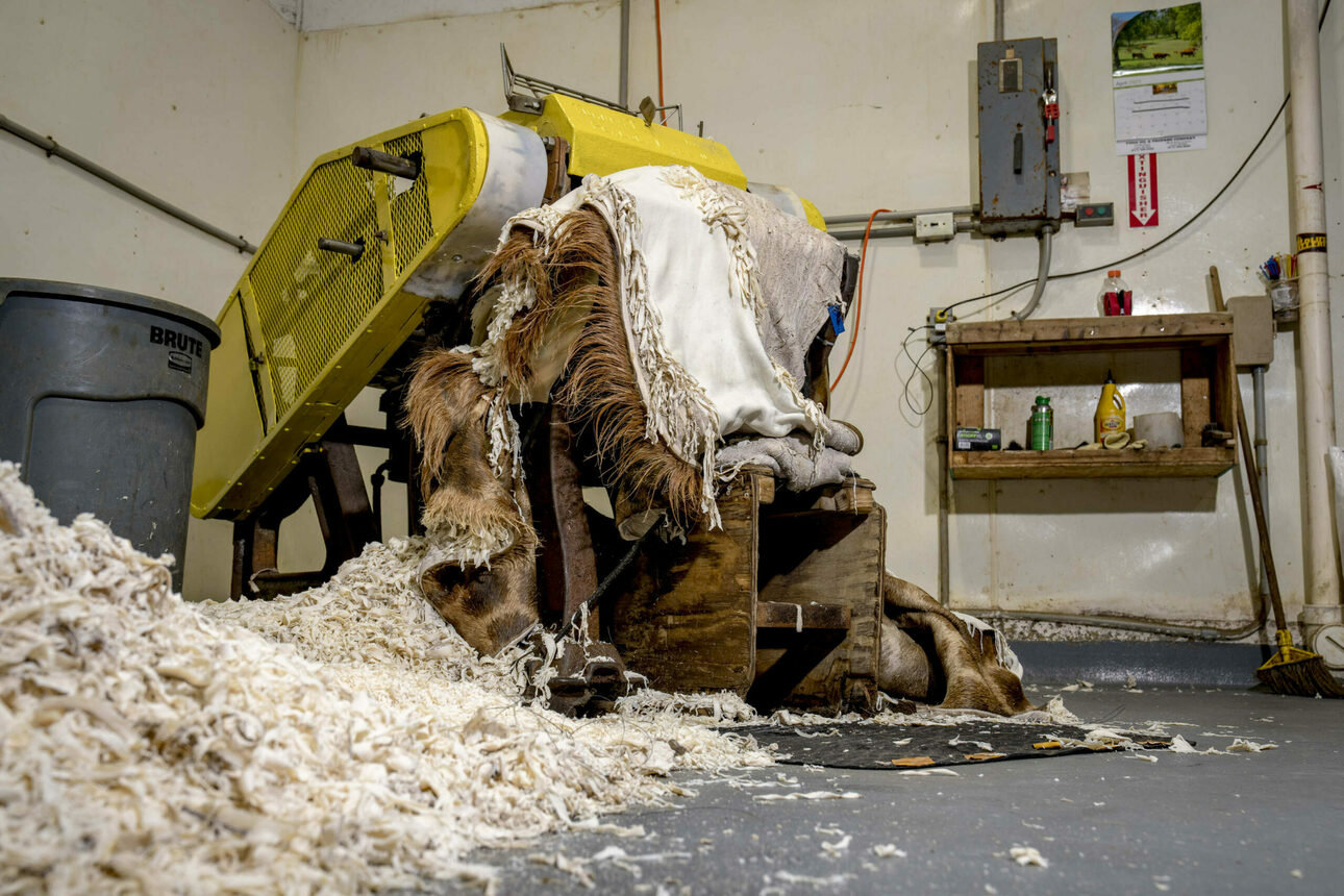 Изображение Шкура жирафа помещается в токарный станок. Большая белая куча слева от станка - это все излишки кожи, снятые со шкуры 
