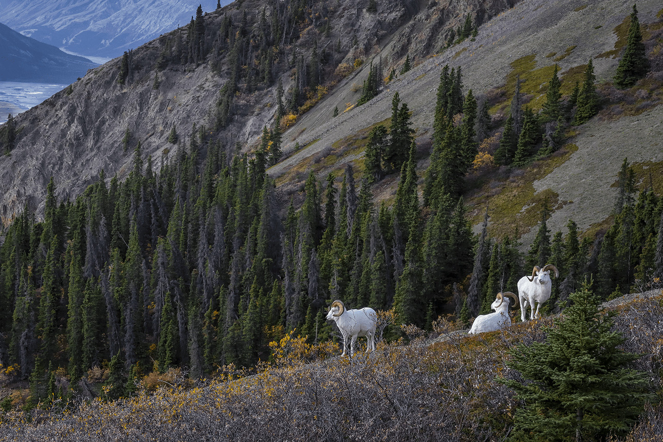 Изображение Трио овец Далла ведут наблюдение на горном хребте Юкона. Фото: outdoorlife.com 