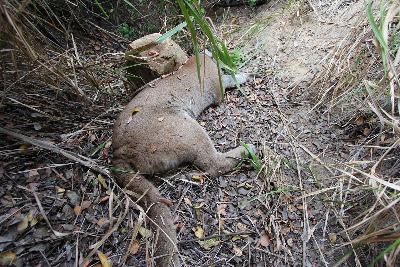 Изображение Та самая пума, застреленная охотниками. Фото: outdoorlife.com 