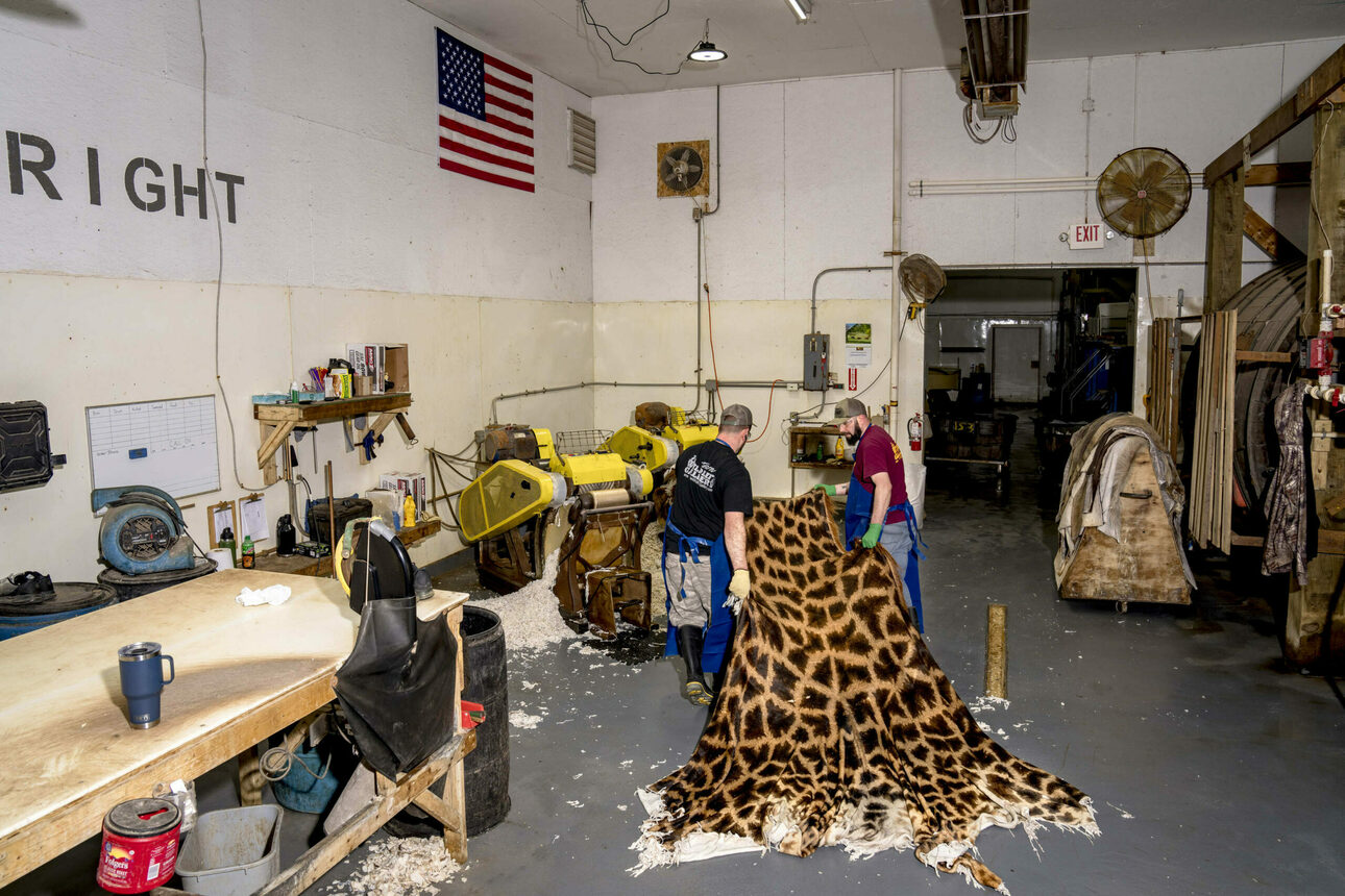 Изображение Не всю кожу можно брить сразу. Здесь рабочие перемещают шкуру жирафа на токарный станок, который, по сути, выполняет то же самое, что и круглый нож, но в большем масштабе. Такая шкура жирафа может весить от 200 до 300 фунтов (90-135 кг) 