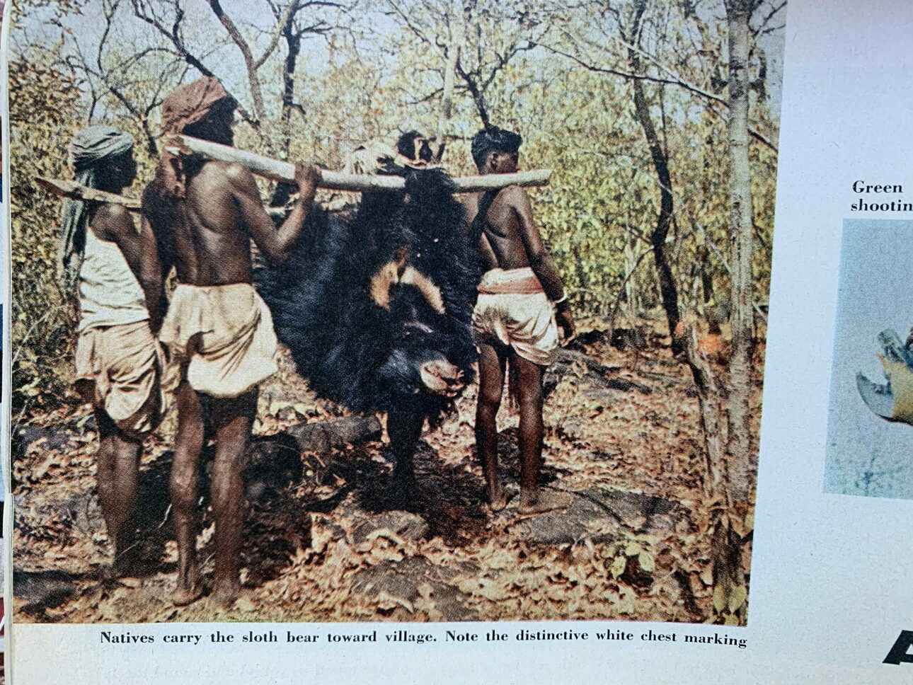Изображение Жители деревни несут медведя-убийцу. Фото из журнала Outdoor Life 