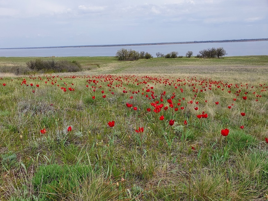 Изображение Обычно дикие тюльпаны отцветают еще в апреле, но это фото сделано 1 мая. Фото: Коломийца Алексея. 