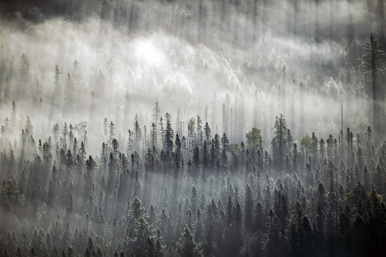 Изображение Туманные леса Айдахо. Фото: outdoorlife.com 