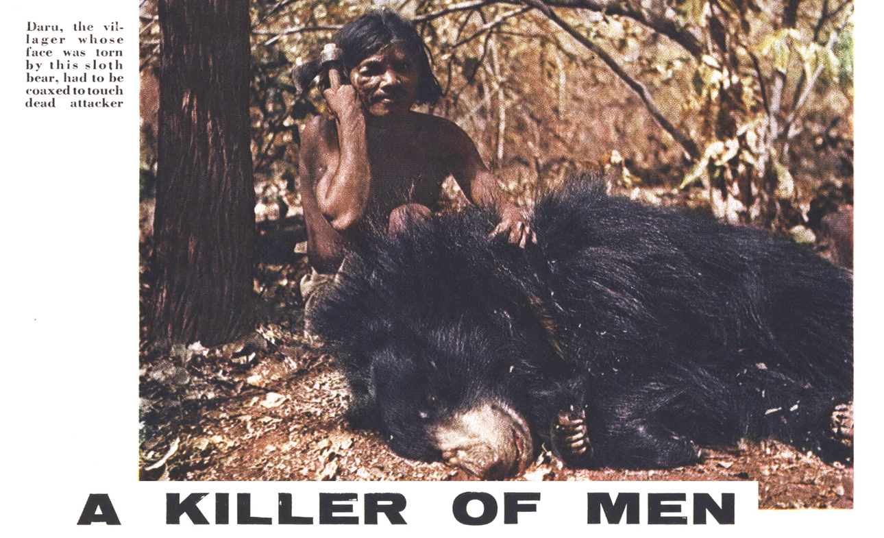 Изображение Тот самый медведь-убийца и его ранняя жертва Дару из деревни. Иллюстрация из американского журнала 