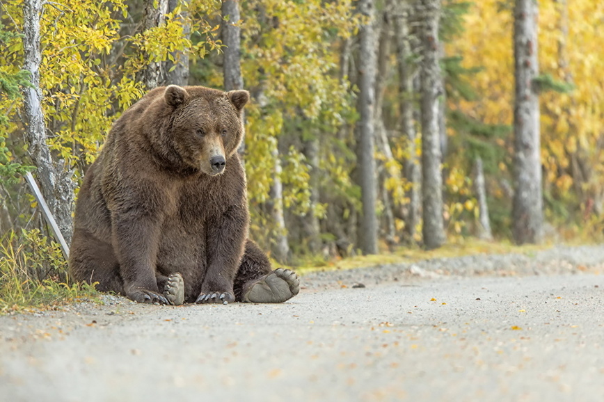 Изображение Фото: 1zoom.ru 