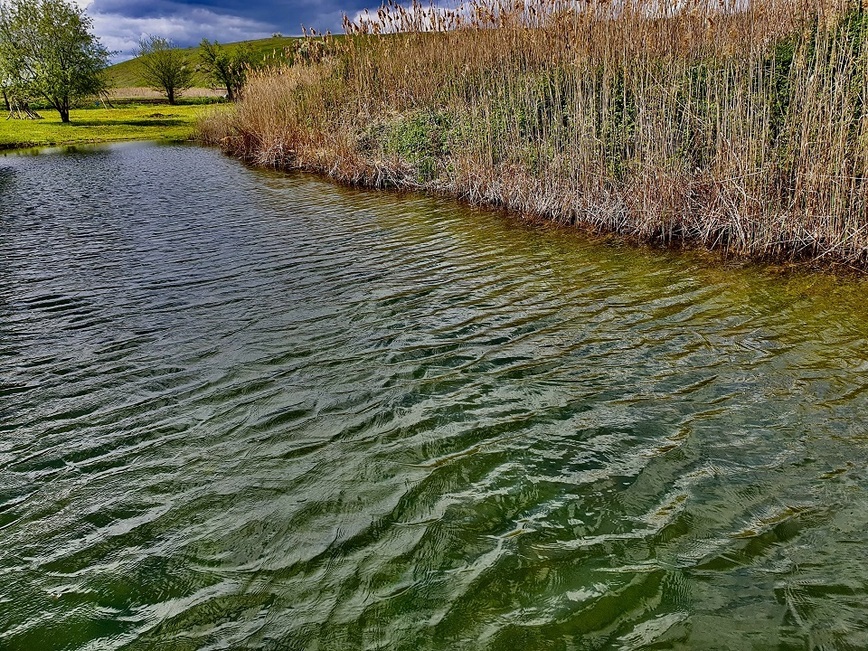 Изображение Наличие камышей в воде – необходимое условие присутствия рыбы. Фото: Шеляга Геннадия. 