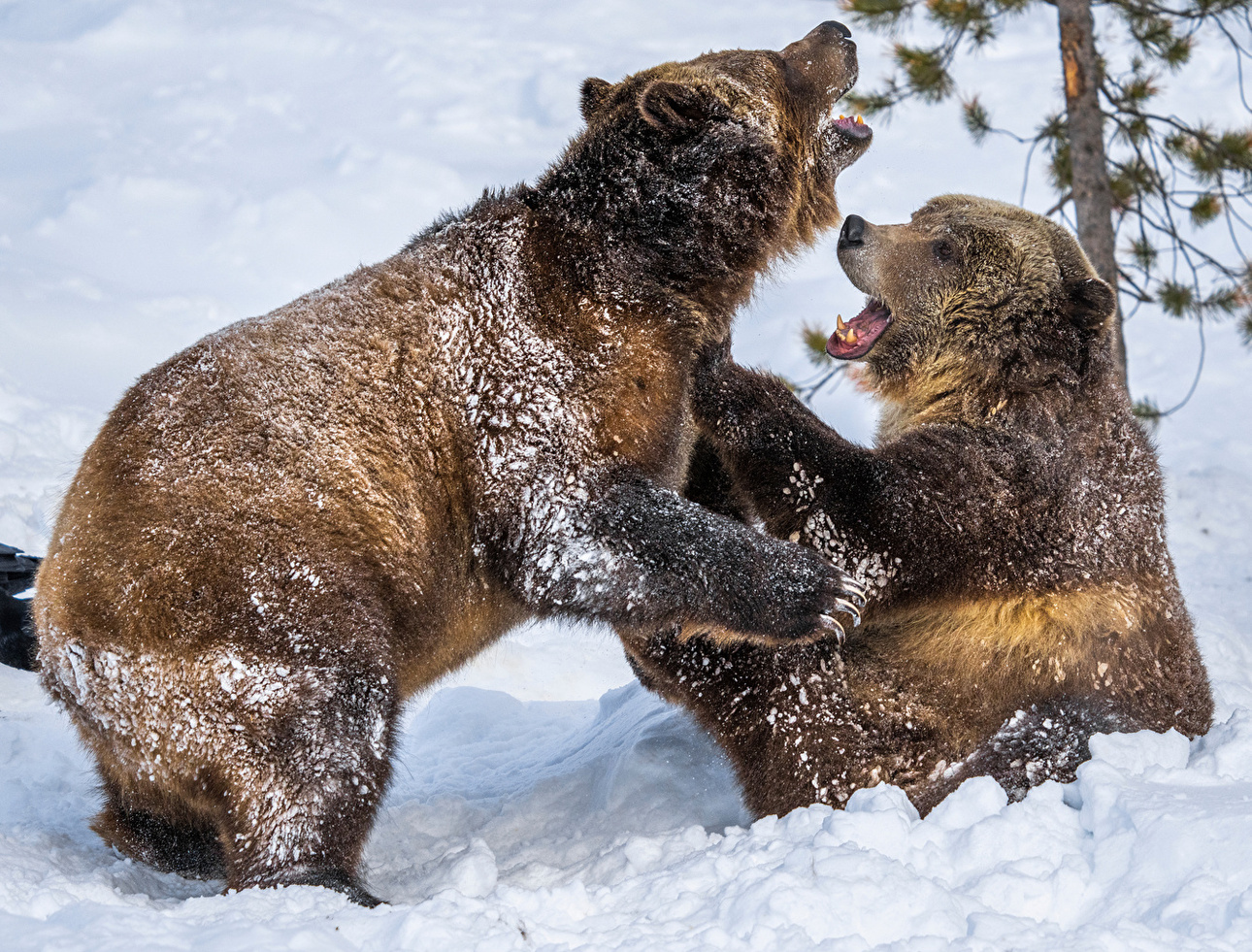 Изображение Фото: 1zoom.ru 