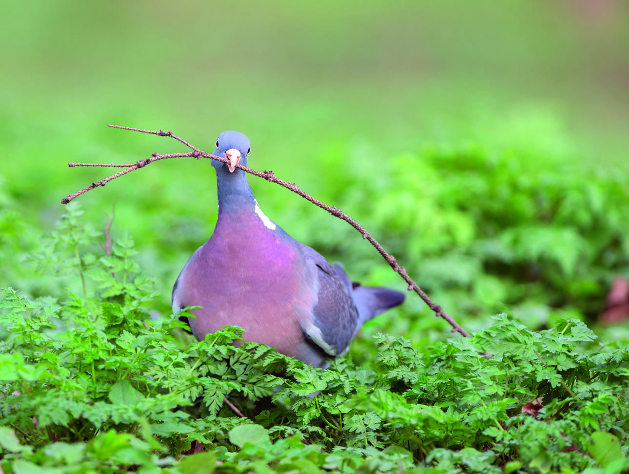 Изображение ИЗ РОДА ГОЛУБЕЙ 
Научное название вяхиря Columba palumbus. 
В древней Греции их просто называли Columba, что является производным от слова «ныряльщик». Это связано с тем, что некоторые представители этого рода во время полета резко кидались вниз головой. Вторая часть научного названия не очень понятна, но считается, что в переводе palumbus означает «голубь». Происхождение народных названий этой птицы — вяхирь и витютень — неизвестно, поэтому можно считать загадкой. ФОТО SHUTTERSTOCK 