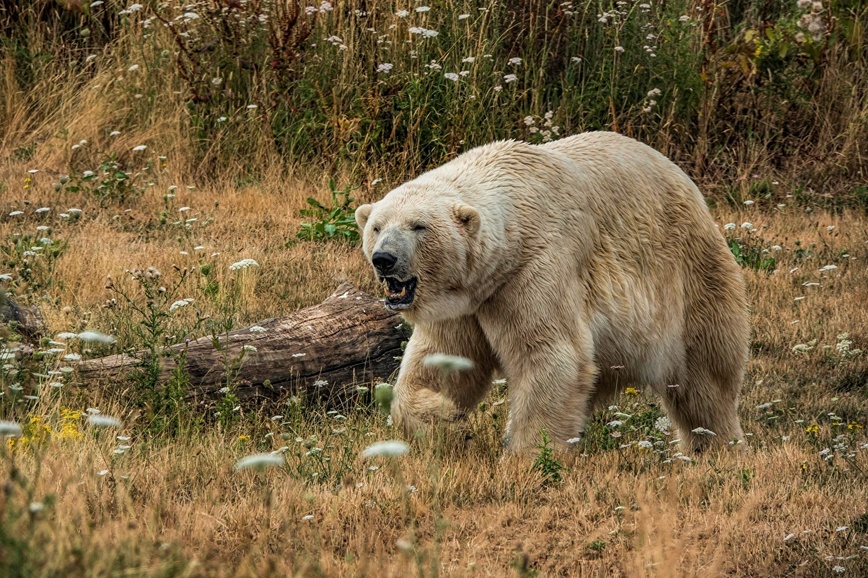 Изображение Фото: 1zoom.ru 