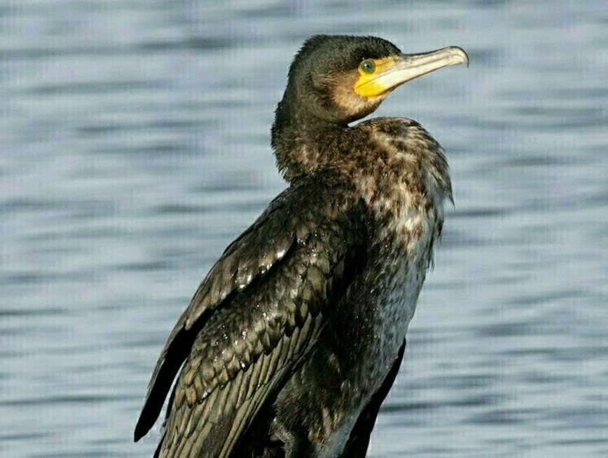 Изображение PHALACROCORAX (БАКЛАН). ФОТО: RU.WIKIPEDIA.ORG 