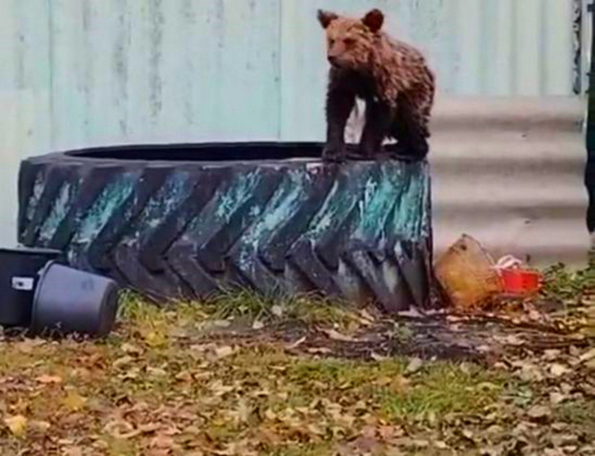 Изображение Тот самый медвежонок. Фото: Минлесхоз Пензенской области 